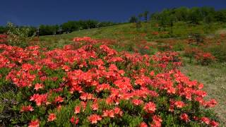 レンゲツツジの花が咲く湯の丸高原の地蔵峠・4K撮影