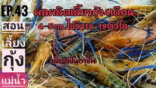 สอน เลี้ยงกุ้งแม่น้ำในบ่อผ้า ผลผลิตเลี้ยงกุ้ง4เดือน5cm.ไป18-19ตัวโล EP.43