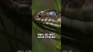 Snakes can sleep with their eyes open?! #education #wildlife #facts