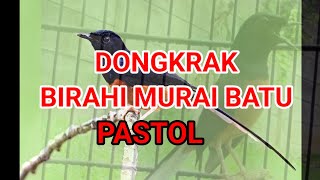 Cara menaikan birahi (dongkrak birahi sampai jebol ) burung murai batu dan rawatan harian