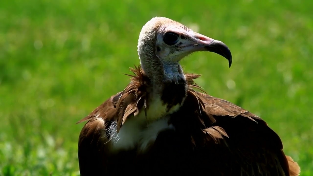 How The Demise Of The Indian Vulture Led To The Death Of Half A Million ...