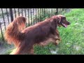 【大型犬のフリー運動】夕暮れ時のアイリッシュセターのフリー運動 sunset and irish setter