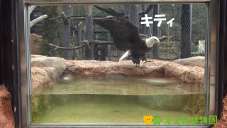 【東山動植物園公式】ハクトウワシの採食シーン　《 ハクトウワシ　ワシ 》