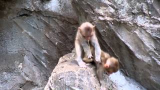 ニホンザルの赤ちゃん「ミルとラジアンの遊びの時間」 / Monkey baby's playing time＠上野動物園 - DSCN7258