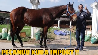 CUCU LONHRO KUDA PACU TOP DARI AUSTRALIA  DIDATANGKAN LANGSUNG OLEH SULTAN MUDA DARI SEMARANG !!