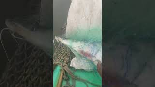 big jella🐟 fishing fisherman big fishes catching telangana Andhrapradesh kerla #viral #trending