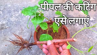 पीपल की कटिंग कैसे लगाएं || How to grow Peepal ( Ficus Religiosa ) from cuttings ||