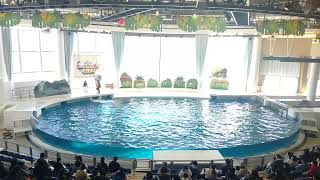 アクアワールド茨城県大洗水族館　イルカ・アシカ　オーシャンライブ～BIG WASH島の大冒険！～　2022.02.06　10:30～