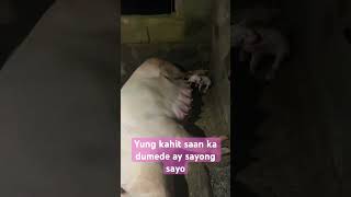 YUNG SOLO MO LAHAT NG DEDE NG IYONG INA #pig #fattening #piggy