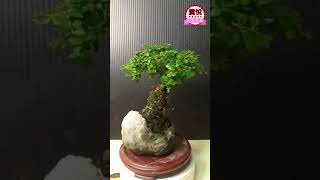 寶悅 小品盆栽 I119 姬水蓮木 療癒小物 居家擺飾