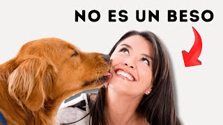 CUANDO TU PERRO TE LAME, ESTO ES LO QUE REALMENTE SIGNIFICA Y NO ES ALGO TIERNO.