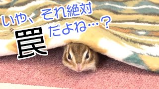 怖がりなシマリス/Scary chipmunk...