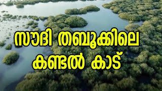 സൗദി തബൂക്കില്‍ സമുദ്രജീവികളുടെ ആവാസ വ്യവസ്ഥക്ക് കരുത്തു പകരുന്ന കണ്ടല്‍ കാട്