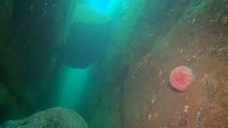 Fabulous shore dive at Rosehearty 10 March 2022 part 2