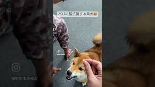 パパに猛抗議する柴犬 #shorts