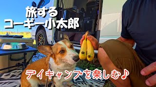 Japanese Corgi Kotaro travels in a camper van