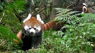 レッサーパンダ双子の赤ちゃん「まめたろう」＆「かのこ」（多摩動物公園）Red panda Babies