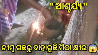 'miracle' ନୀମ୍ବ ଗଛ ରୁ ବାହାରୁଛି କ୍ଷୀର 🙏🏻 | milk from the Neem tree | ଚମତ୍କାରୀ ଗଛ 😳 #ashutosh_ghadai