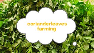 coriander leaves farming....വയലും വീടും 🏞️🏠🏝️നമുക്ക് ആവശ്യമായ മല്ലി ഇല എളുപ്പം വീട്ടിൽ ഉണ്ടാക്കാം