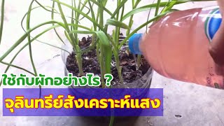 วิธีใช้จุลินทรีย์สังเคราะห์แสงกับสวนผักขนาดเล็ก | เกษตรกรชาวบ้าน