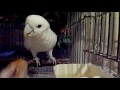 ソロモンオウムたろちゃん　晩ごはんは毎日カボチャだよ😋 cockatoo dinner is a pumpkin