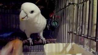 ソロモンオウムたろちゃん　晩ごはんは毎日カボチャだよ😋   Cockatoo dinner is a pumpkin