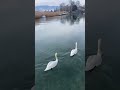 Struga, North Macedonia.  Swans, Lake Ohrid. January  21. 2024. Motorbike travel, Keti & Dany