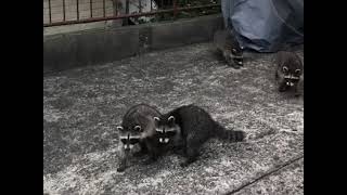 少しずつ近づいてくる野生のアライグマ親子