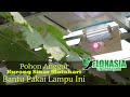 Cek Ricek.. Lampu Hidroponik Untuk Kebun Anggur