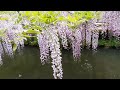 日本奈良春日大社萬葉植物園 紅藤20160501 1525501