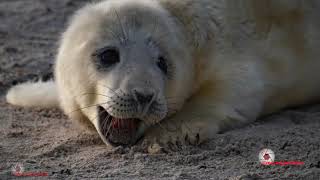 Helgoland mit der Cam