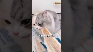 猫：啃不完，根本啃不完 猫咪  干饭最积极的小猫 萌宠好物 小馋猫