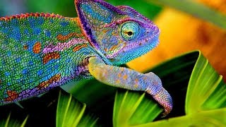 Amazing! Witness a Chameleon giving birth to a live young - Bradypodion Pumilum