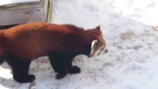 2018年1月15日 釧路市動物園 レッサーパンダ シンゲンくんの散歩