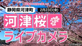 河津桜ライブカメラ／「静岡県河津町」ライブカメラより　2024年2月23日(金)