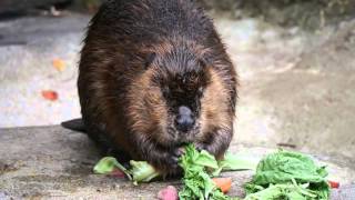 アメリカビーバーのルーディーちゃん食事(みさき公園)