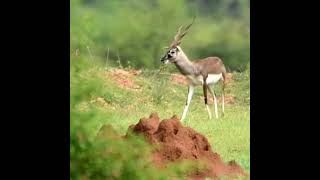 Jayamangali Blackbuck Reserve