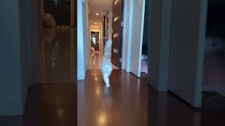 ストーカー猫、ニャピです。#猫 #cat #ねこのいる生活 #ねこ #ねこ部 #猫動画 #ねこ好き #ねこ動画 #猫との暮らし #catshorts #catvideo #cute