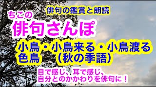 【俳句さんぽ・第90回】小鳥・小鳥来る・小鳥渡る・色鳥（秋）目で感じ👁️、耳で感じ🦻自分との関わり🧑‍🦰を俳句に！