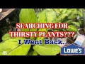 Big Box Plant Shopping & Haul || Transferring Plants From Soil to Water || Hydroponics Tips