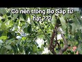 Bơ sáp trồng hạt: Sau 6 năm cây sai trĩu quả