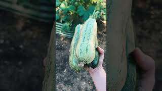 The Best Variety Of Zucchini To Grow #gardenplanning #zucchini #gardeneducation #gardeninspo