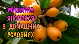 МУШМУЛА ЯПОНСКАЯ В ДОМАШНИХ УСЛОВИЯХ Eriobotrya japonica