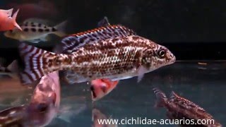 Nimbochromis linni