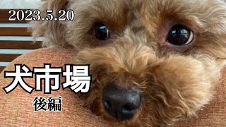 【トイプードルのマノア】犬市場に行ってきました（後編）帰りにドッグカフェに行ってきました。