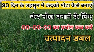 90दिन के लहसुन मे कंद मोटा  कैसे बनाएं 00-00-50 का उपयोग कब करें #lahsunkikheti kaisekare #lahsun