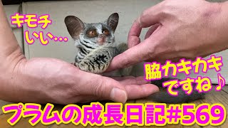 Bushbaby Plum's Growth Diary ショウガラゴ プラムの成長日記 #569