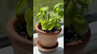 HOW TO HARVEST BASIL SO IT KEEPS GROWING! Same technique in garden beds. #howtoharvest #basil