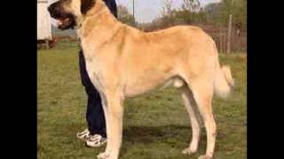 Kangal Dog ~ Puppies for Sale, by Pets4You.com