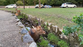 【4k】奈良 Nara, Japan (2021)